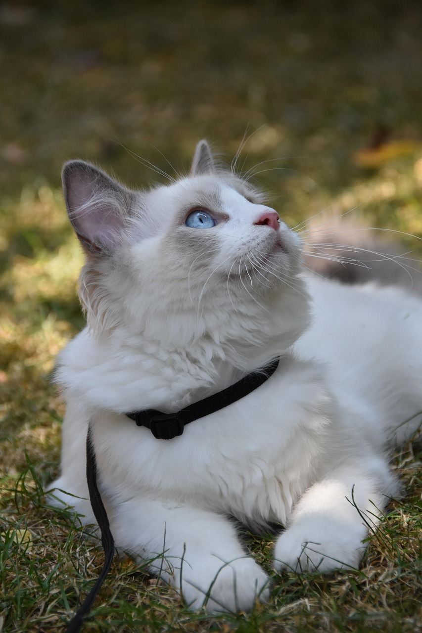 ragdoll, cat, pet, hairy, nature, kitten, animal, laying down, garden, collar