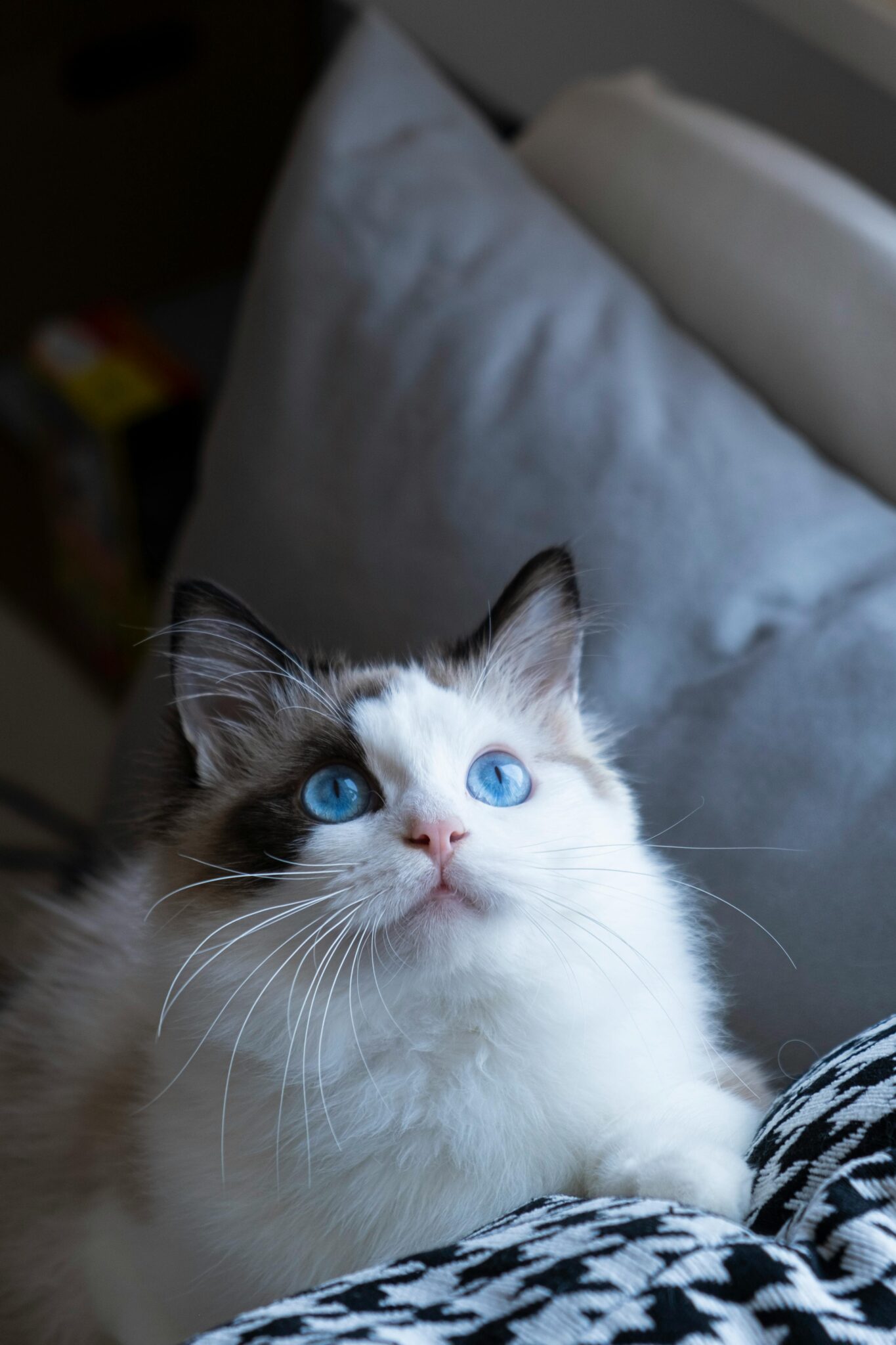 A captivating portrait of a fluffy Ragdoll cat with vibrant blue eyes gazing upward indoors.