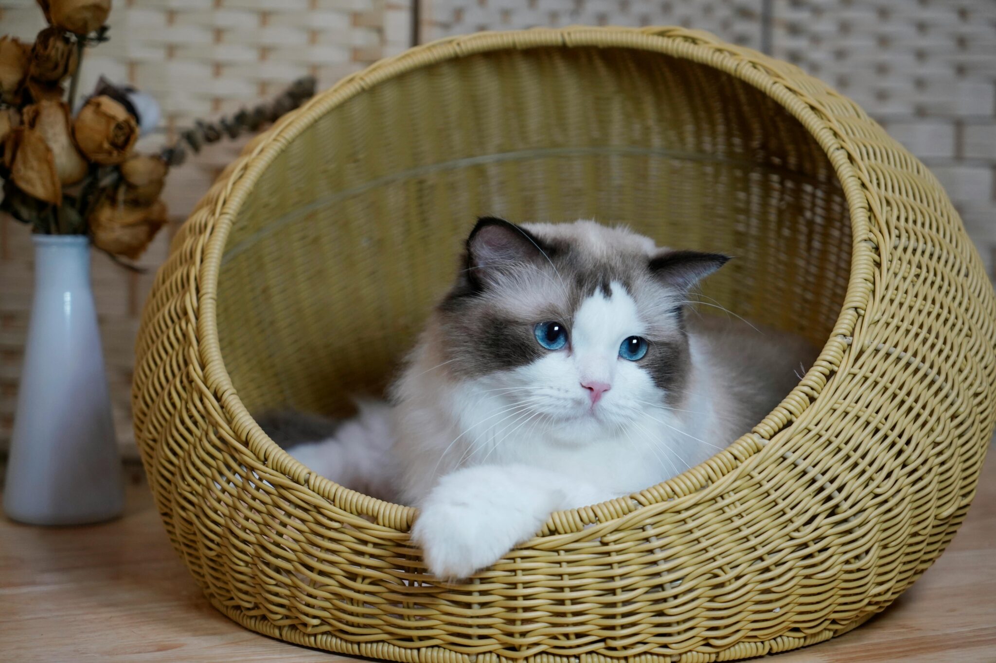 Adorable Ragdoll cat with blue eyes lying in a cozy wicker basket beside dried flowers. Perfect for pet lovers.