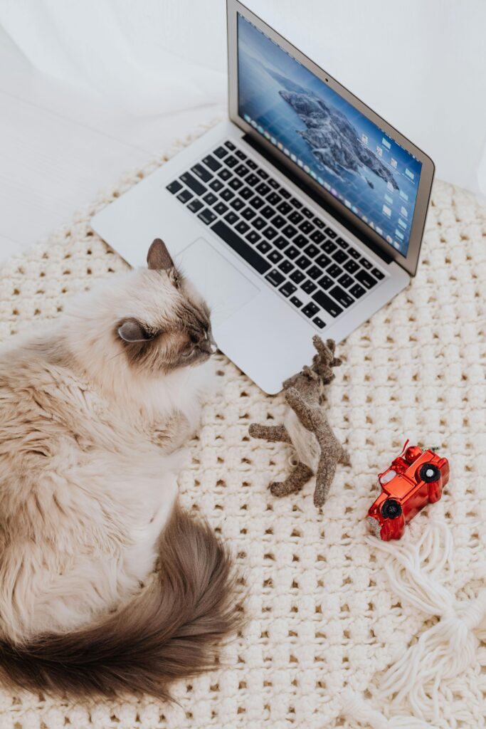 A fluffy cat rests on a knitted carpet beside a laptop surrounded by toys.