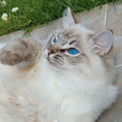 Screenshot_20250720_160014_leboncoin