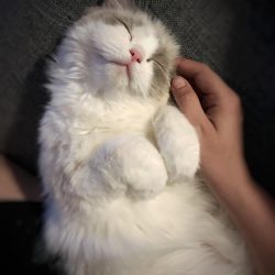 cat, ragdoll, animal, kitten, blue, eyes, pet, adorable, sleeping, cute, purebred, feline, white, paws, longhair, fluffy, tabby, pedigree, nature, breed, fur, ragdoll, ragdoll, ragdoll, ragdoll, ragdoll