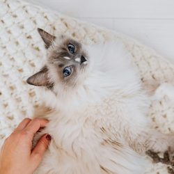 A fluffy Ragdoll cat enjoys a gentle pet on a cozy knit blanket.